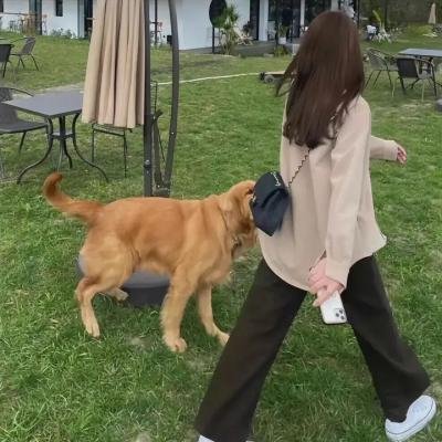 酱狗